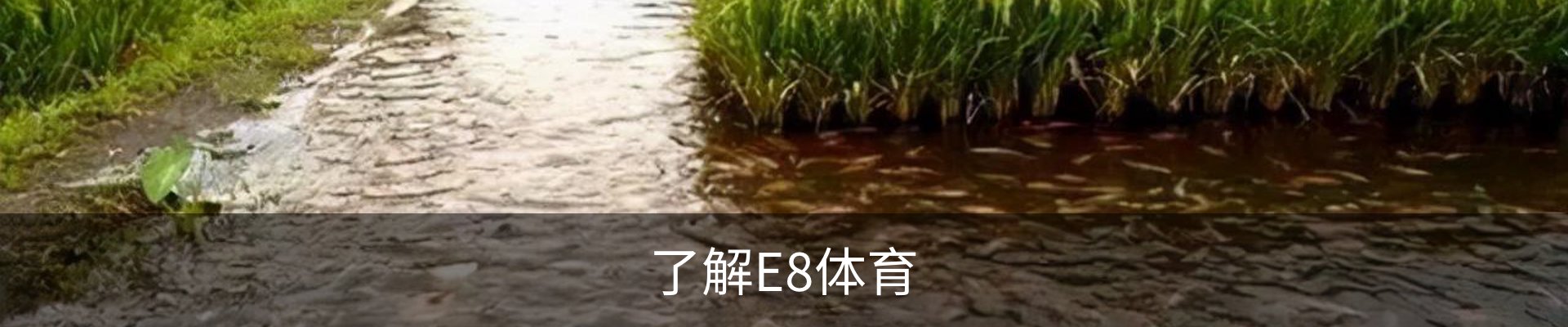 了解E8体育